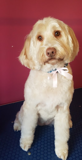 Wello's Grooming Paradise - Thumbnail