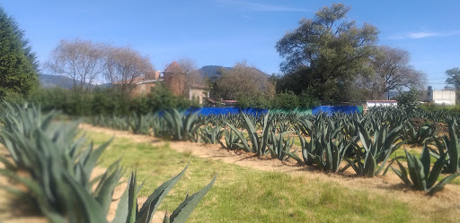 Pulquería En la Penca del Maguey - Thumbnail