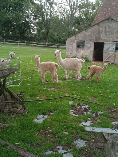 LES LAMAS DU TILLOUX - Thumbnail