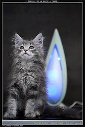 Photo n°12 de La NATTE à CHATS à Paris (Animalerie)