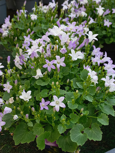 Blumen Reinhardt - Visual