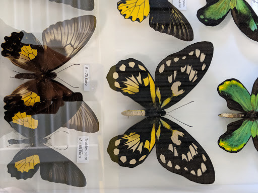 Entomodena - Visual