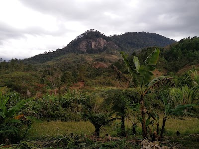 Photos of F&ocirc;ret Austral Ranomafana- Fianarantsoa