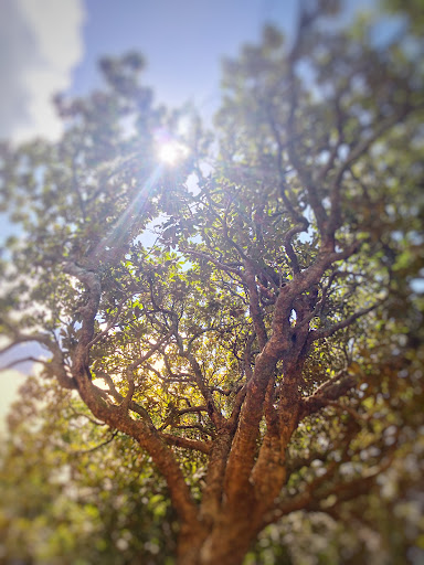 Laurie Hall Park - Thumbnail