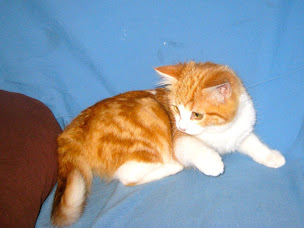 Photo n°17 de Clinique Vétérinaire du Londeau à Valframbert (Clinique vétérinaire)