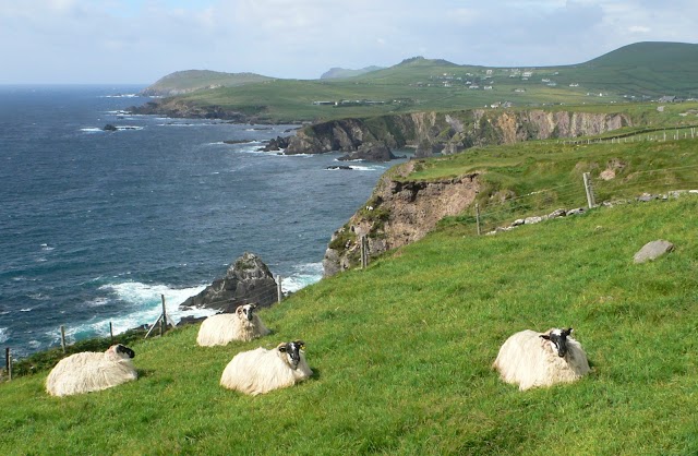 Dingle