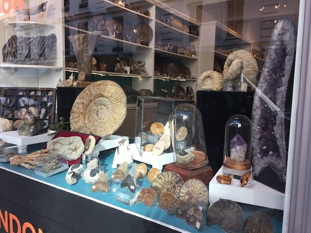 Fossils London