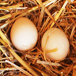 Photo n°23 de Chambre d'hôtes La Chambre des Marronniers à La Romieu (Chambre d'hôtes)