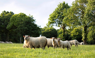 Photo n°5 de la ferme du rocher à Québriac (Ferme)