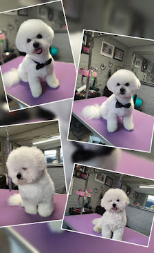 Bild: Hundesalon „Pongo“ Vom Inhaber