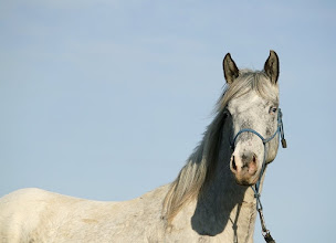 Photo n°4 de l'Arche du Phœnix à Goven (Pension pour chevaux)
