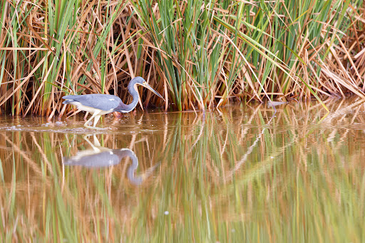 Secret Flamingo Spot - Thumbnail