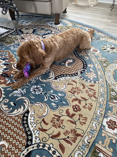 Dirty Dogs Spa at Wendell - Thumbnail