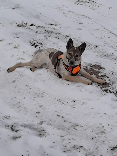 Clark County Humane Society - Thumbnail