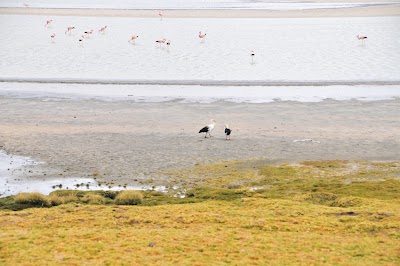 Photos of Monumento Natural Salar de Surire