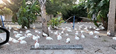 Peacock Corner