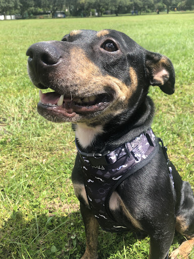Pawdora - Visual