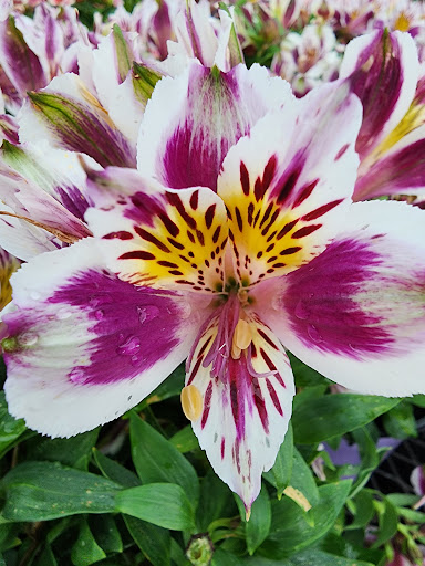 Miller Flowers Greenhouse & Garden Center - Thumbnail
