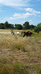 Photo n°22 de Le cheval par Nature à Montirat (Ferme d'élevage)