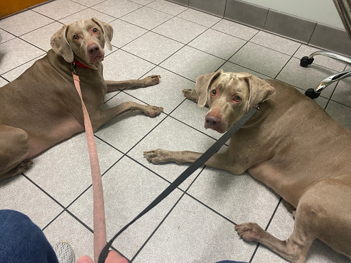 Veterinary Specialists of Greater New Orleans - Thumbnail