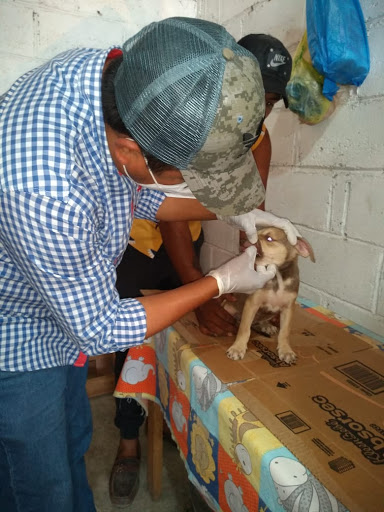 Veterinaria Gomez