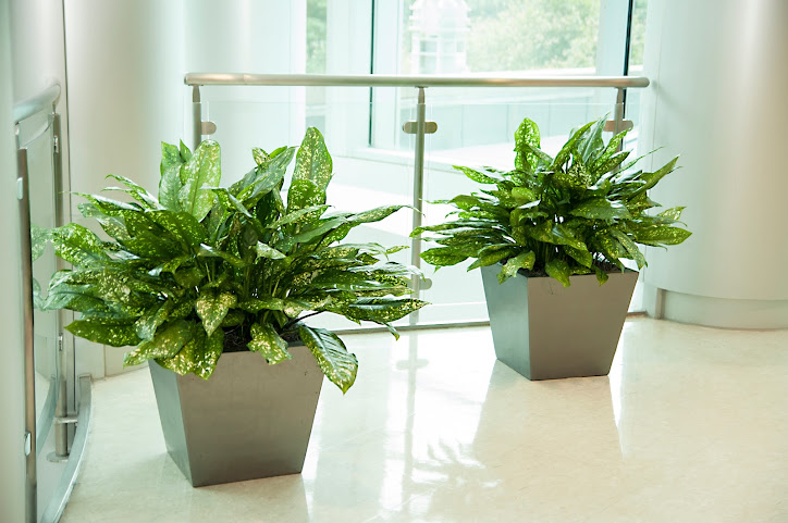 Rolling Greens Inc. by null