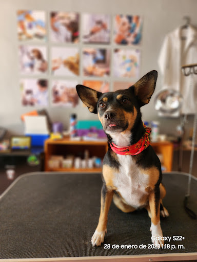 Veterinaria La DOGtora