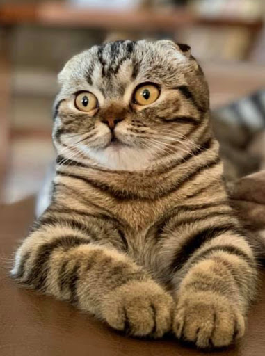 Chatterie Dicxiland: élevage chatons Scottish Fold, British, American Shorthair, Pedigree Gallery - France