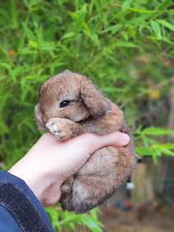 Photo n°13 de Les Mini de Mïa à Saint-Bonnet-de-Salendrinque (Ferme d'élevage)