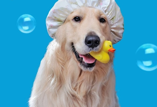 Tail Waggers Dog Grooming - United States