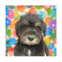 ペットアミ西条店