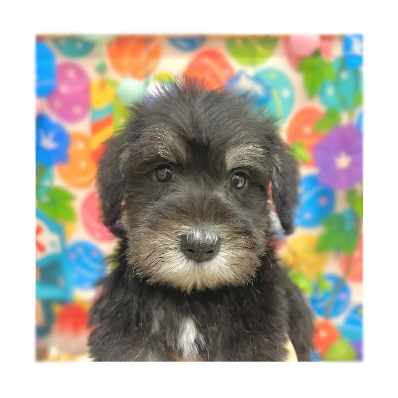 ペットアミ西条店