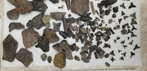 Fossil Expeditions