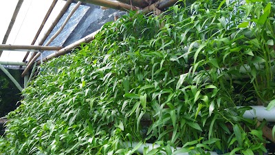 Photos of Punix Farms