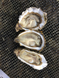 Photo n°43 de Huitres Chaumard, vente au détail (ouvert) bar à Huitres (fermé) à Lanmodez (Services d'expédition et de livraison)