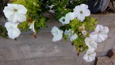 Photos of Vivero Mercy