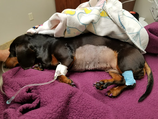 Veterinary Specialty and Emergency Center of Thousand Oaks - Thumbnail