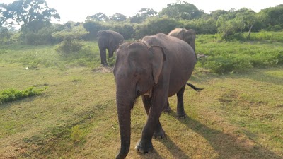 Photos of Yala National Park Camping
