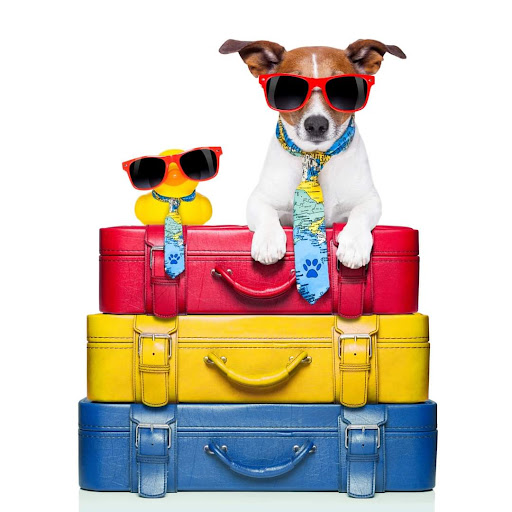 Top Paws Pet Shipping