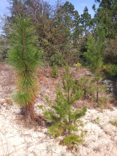 Florida National Trail Campsite