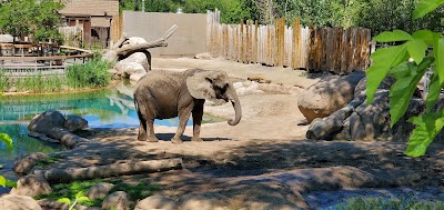 Elephant Encounter at Hogle Zoo