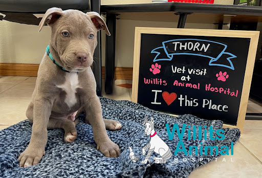 Willits Animal Hospital - Thumbnail