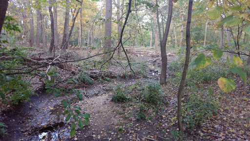 Theodore Stone Forest - Visual