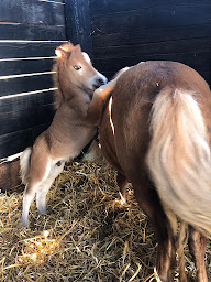 Photo n°23 de Centre Equestre et Poney Club de la Forêt de Mérey à Merey (Service de tours de poneys)