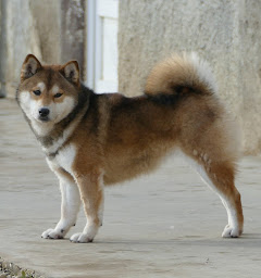 Photo n°22 de Élevage de Percyval à Givardon (Éleveur de chiens)