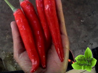 Photos of KEBUN JOJO