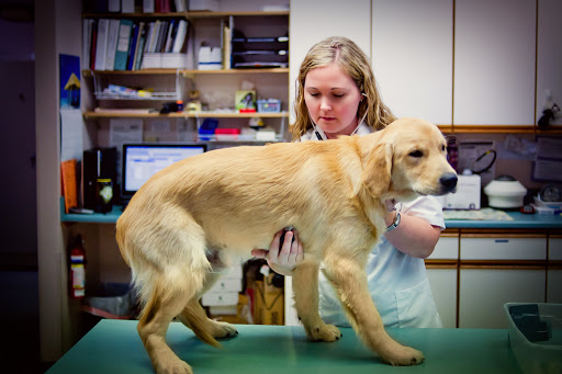 Pennfield Animal Hospital Gallery - United States
