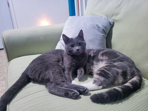 Cape May County Animal Shelter - Thumbnail