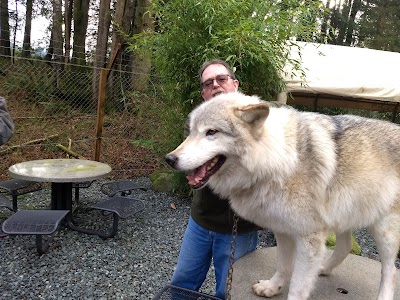 Wolf Encounter