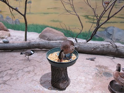 Toledo Zoo Aviary